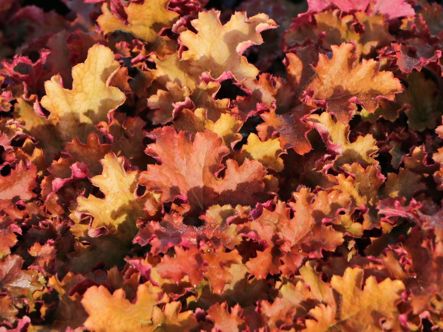 Purpurglöckchen 'Gojiberry'