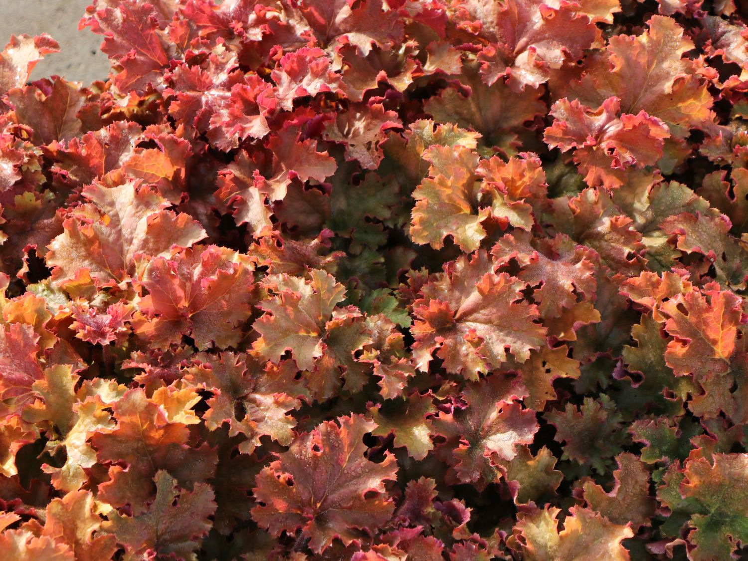 Purpurglöckchen 'Gojiberry' - Heuchera x cultorum 'Gojiberry'