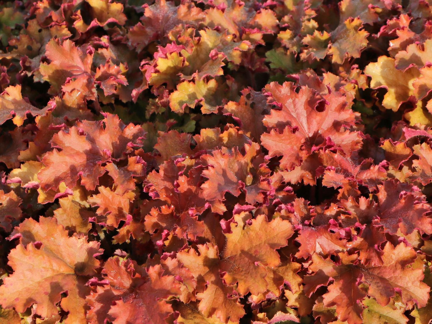Purpurglöckchen 'Gojiberry' - Heuchera x cultorum 'Gojiberry'