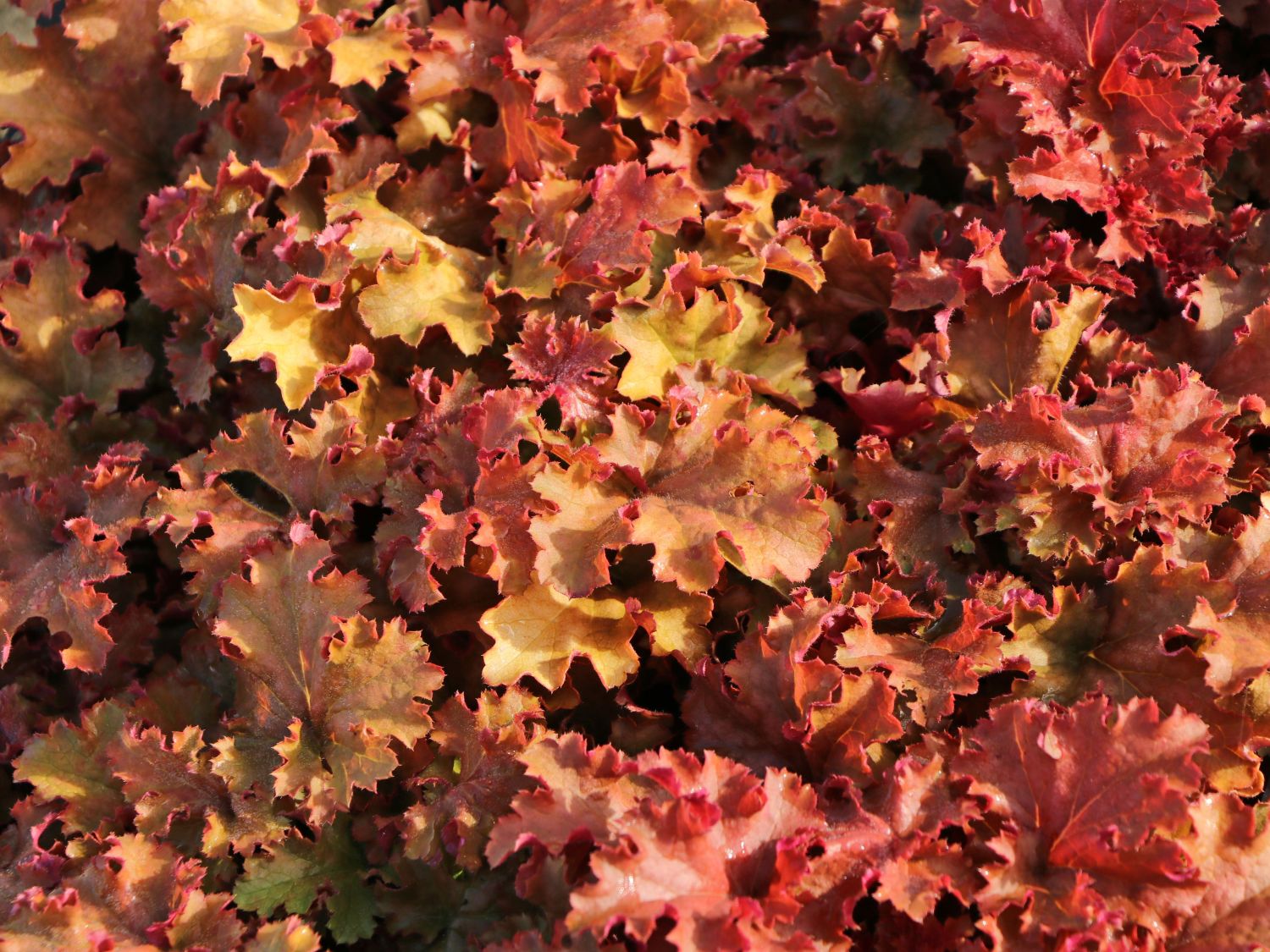 Purpurglöckchen 'Gojiberry' - Heuchera x cultorum 'Gojiberry'
