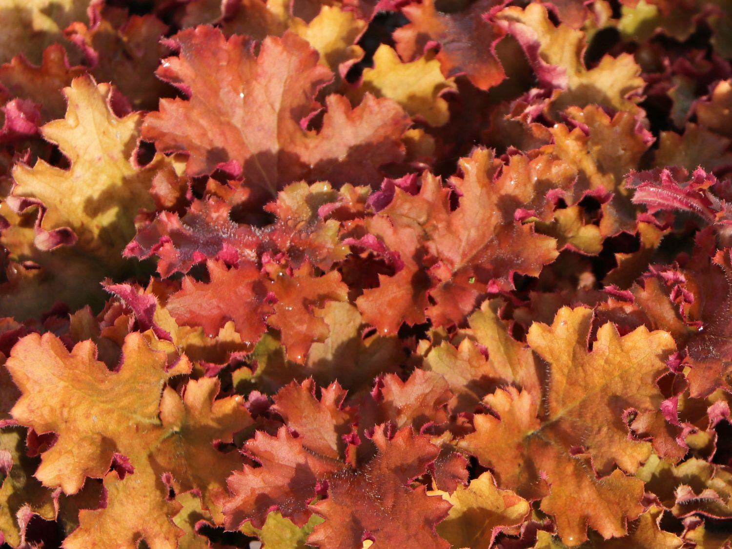 Purpurglöckchen 'Gojiberry' - Heuchera x cultorum 'Gojiberry'