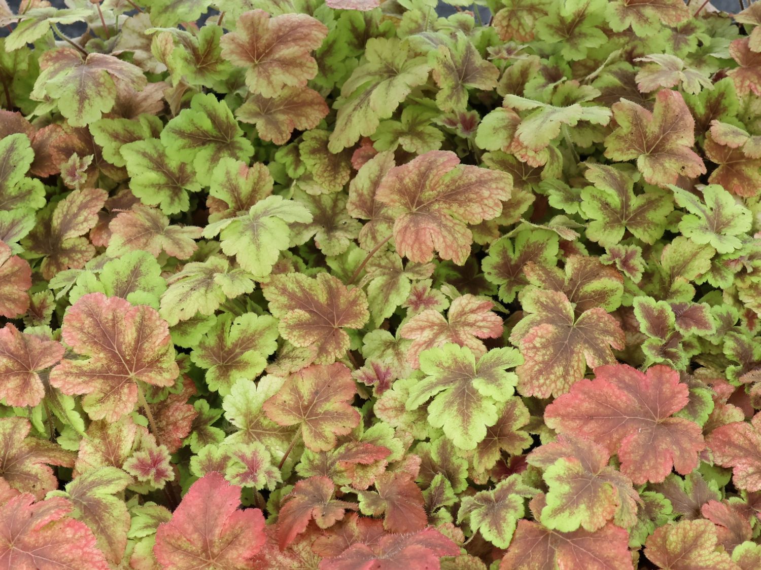Purpurglöckchen 'Golden Zebra' - x Heucherella tiarelloides 'Golden Zebra'