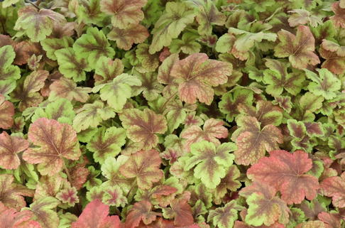 Purpurglöckchen 'Golden Zebra' - x Heucherella tiarelloides 'Golden Zebra'