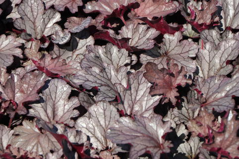 Purpurglöckchen 'Huckleberry' - Heuchera x cultorum 'Huckleberry'