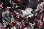 Purpurglöckchen 'Huckleberry' - Heuchera x cultorum 'Huckleberry'