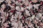 Purpurglöckchen 'Huckleberry' - Heuchera x cultorum 'Huckleberry'