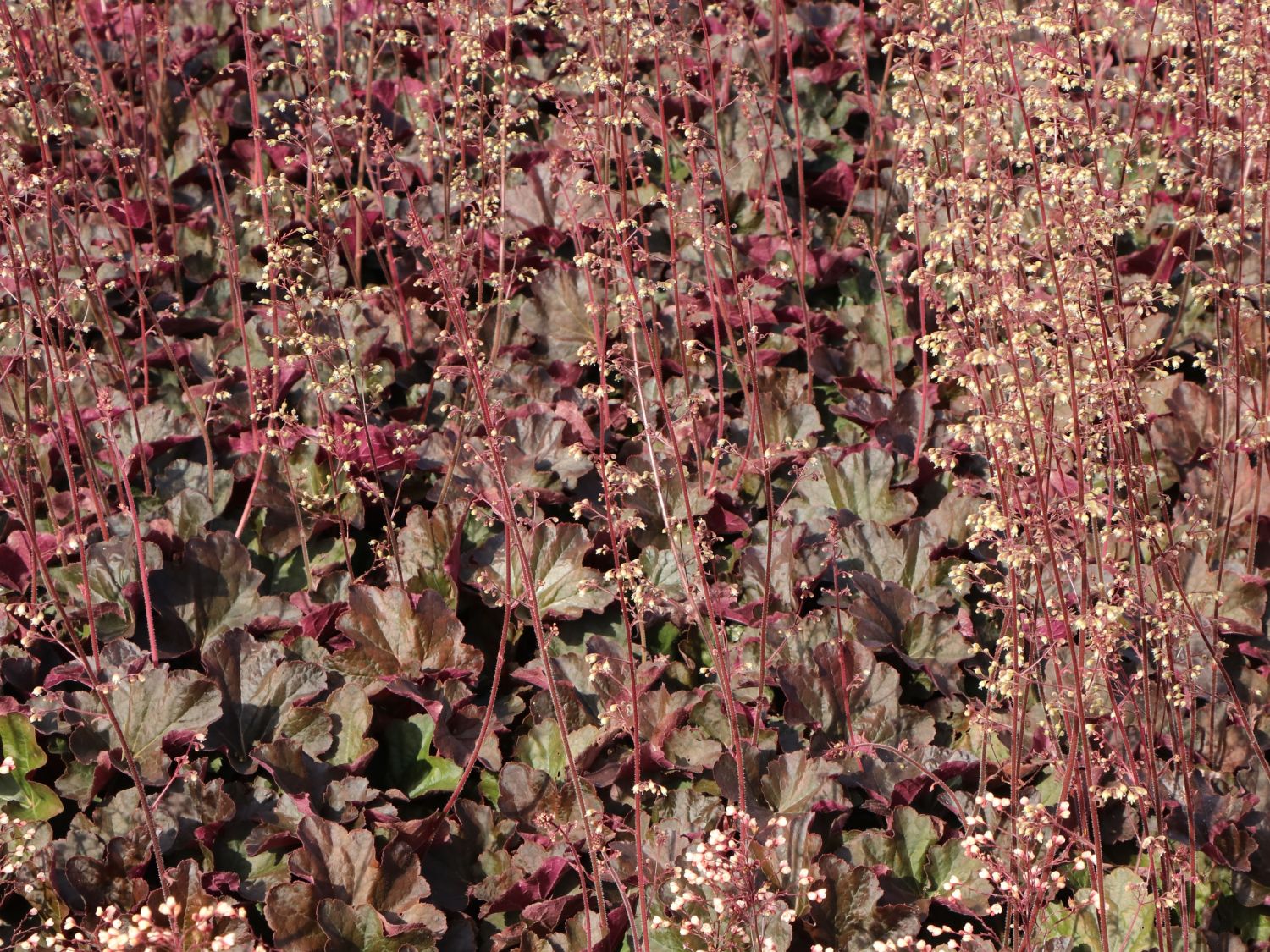 Purpurglöckchen 'Mocha'