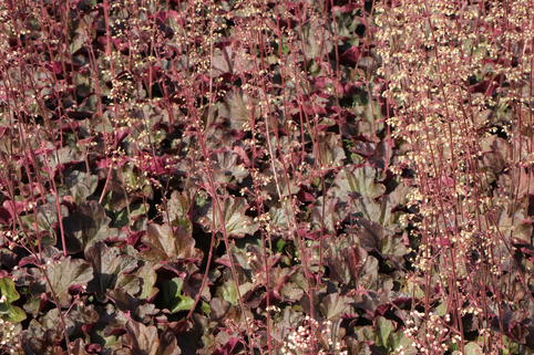 Purpurglöckchen 'Mocha' - Heuchera micrantha 'Mocha'