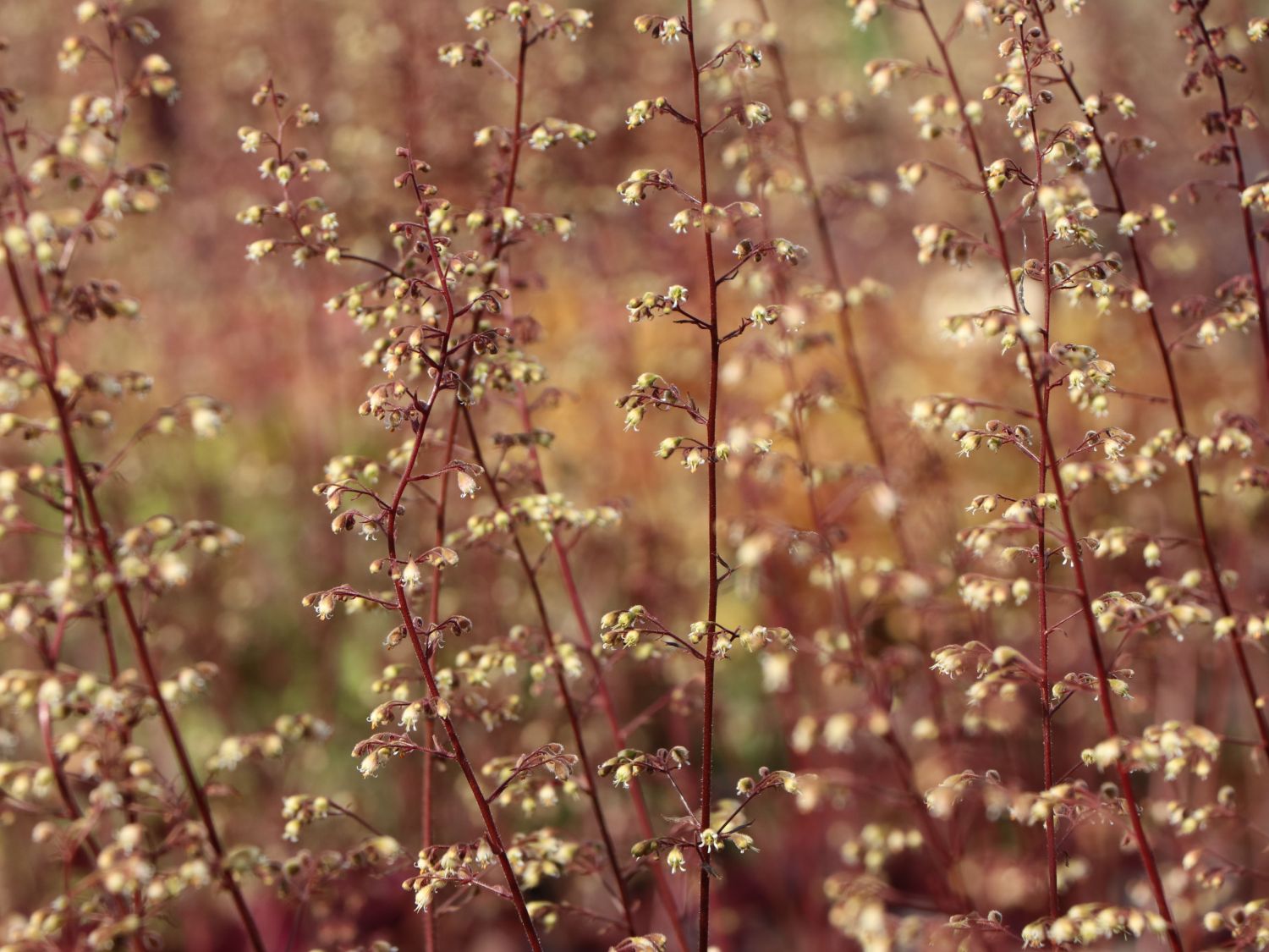 Purpurglöckchen 'Mocha' - Heuchera micrantha 'Mocha'