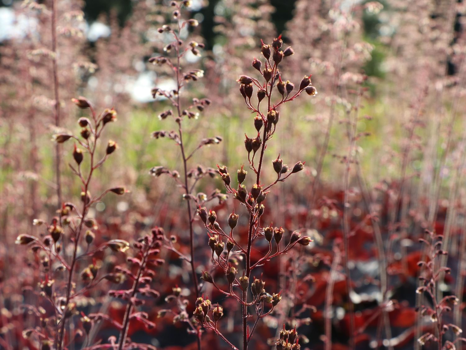 Purpurglöckchen 'Mocha' - Heuchera micrantha 'Mocha'