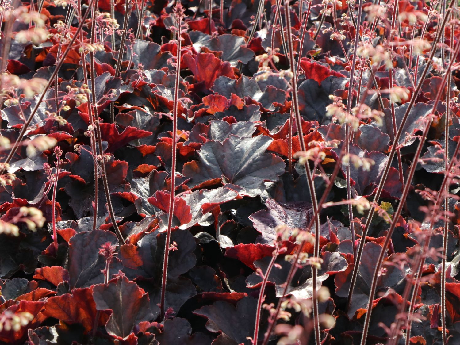 Purpurglöckchen 'Mocha' - Heuchera micrantha 'Mocha'