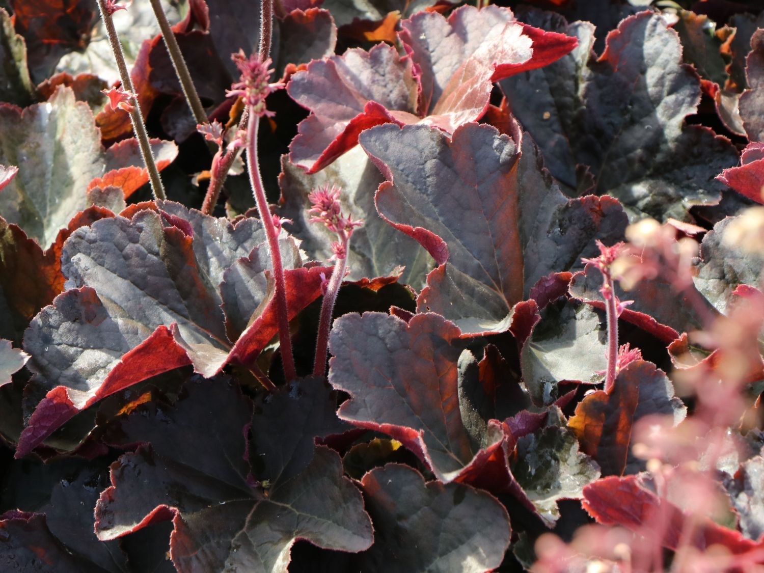 Purpurglöckchen 'Mocha' - Heuchera micrantha 'Mocha'
