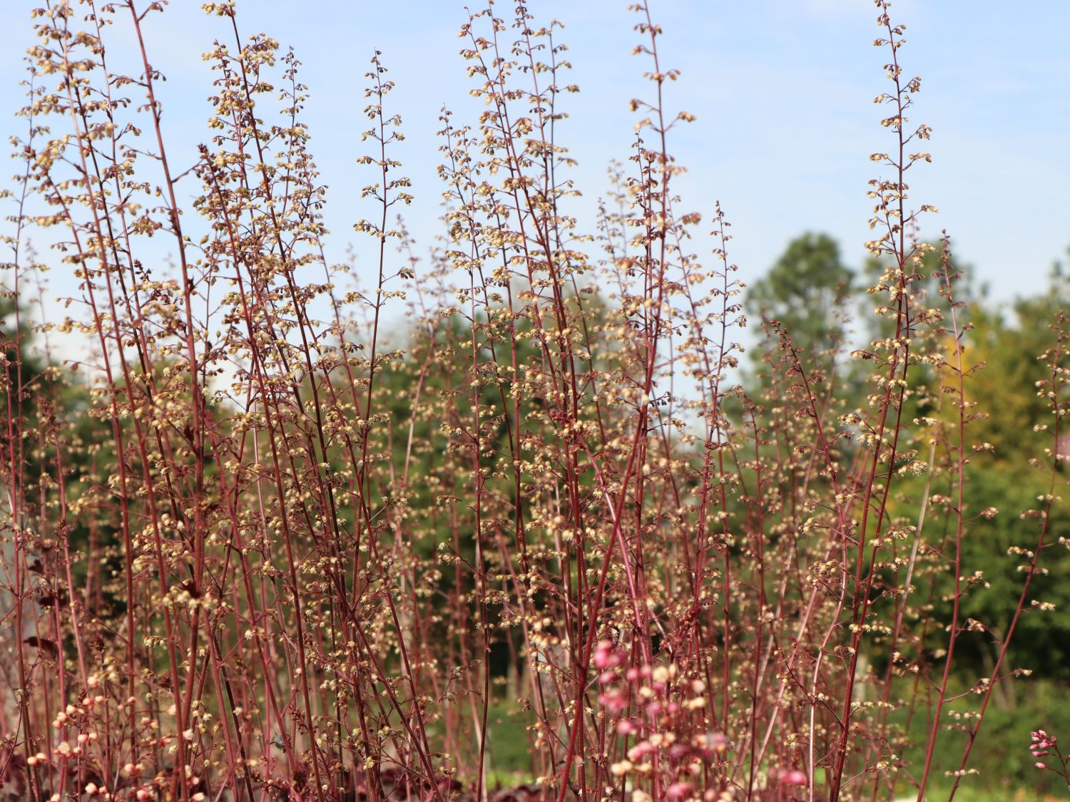 Purpurglöckchen 'Mocha' - Heuchera micrantha 'Mocha'