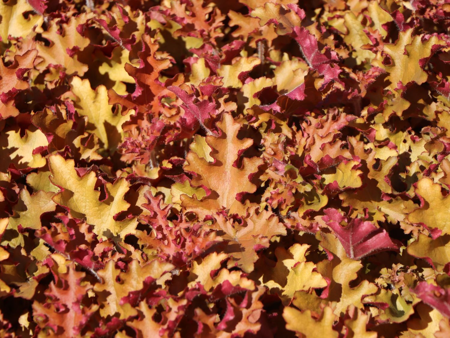 Purpurglöckchen 'Orangeberry'