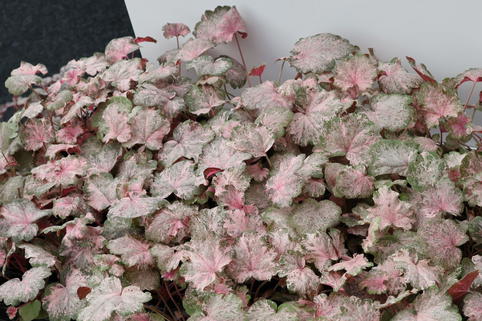 Purpurglöckchen 'Pinky Panky' - Heuchera 'Pinky Panky'