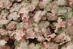 Purpurglöckchen 'Pinky Panky' - Heuchera 'Pinky Panky'
