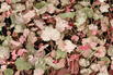 Purpurglöckchen 'Pinky Panky' - Heuchera 'Pinky Panky'