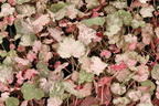 Purpurglöckchen 'Pinky Panky' - Heuchera 'Pinky Panky'