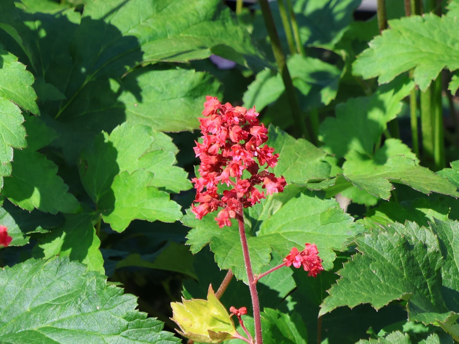 Purpurglöckchen 'Pluie de Feu'