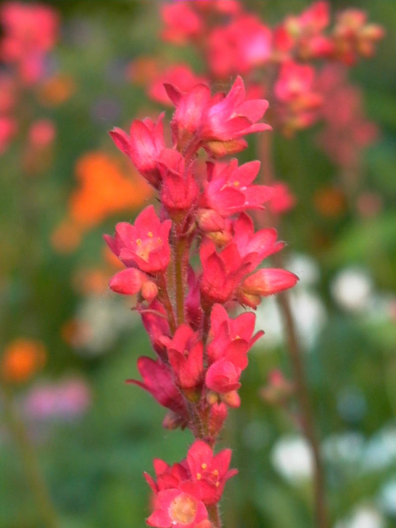Purpurglöckchen 'Pruhoniciana'