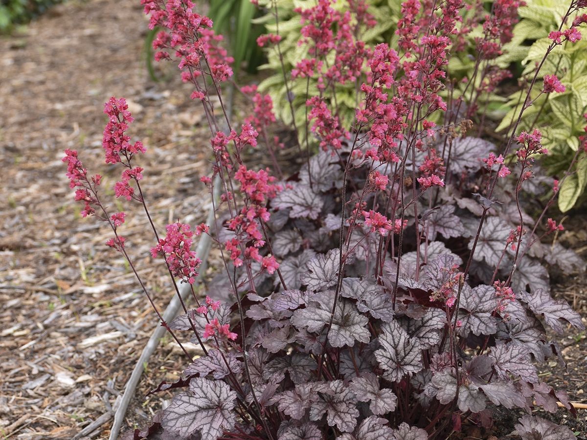 Purpurglöckchen 'Timeless Treasure'