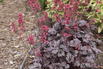 Purpurglöckchen 'Timeless Treasure' - Heuchera 'Timeless Treasure'