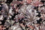 Purpurglöckchen 'Timeless Treasure' - Heuchera 'Timeless Treasure'