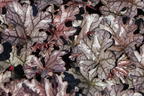 Purpurglöckchen 'Timeless Treasure' - Heuchera 'Timeless Treasure'