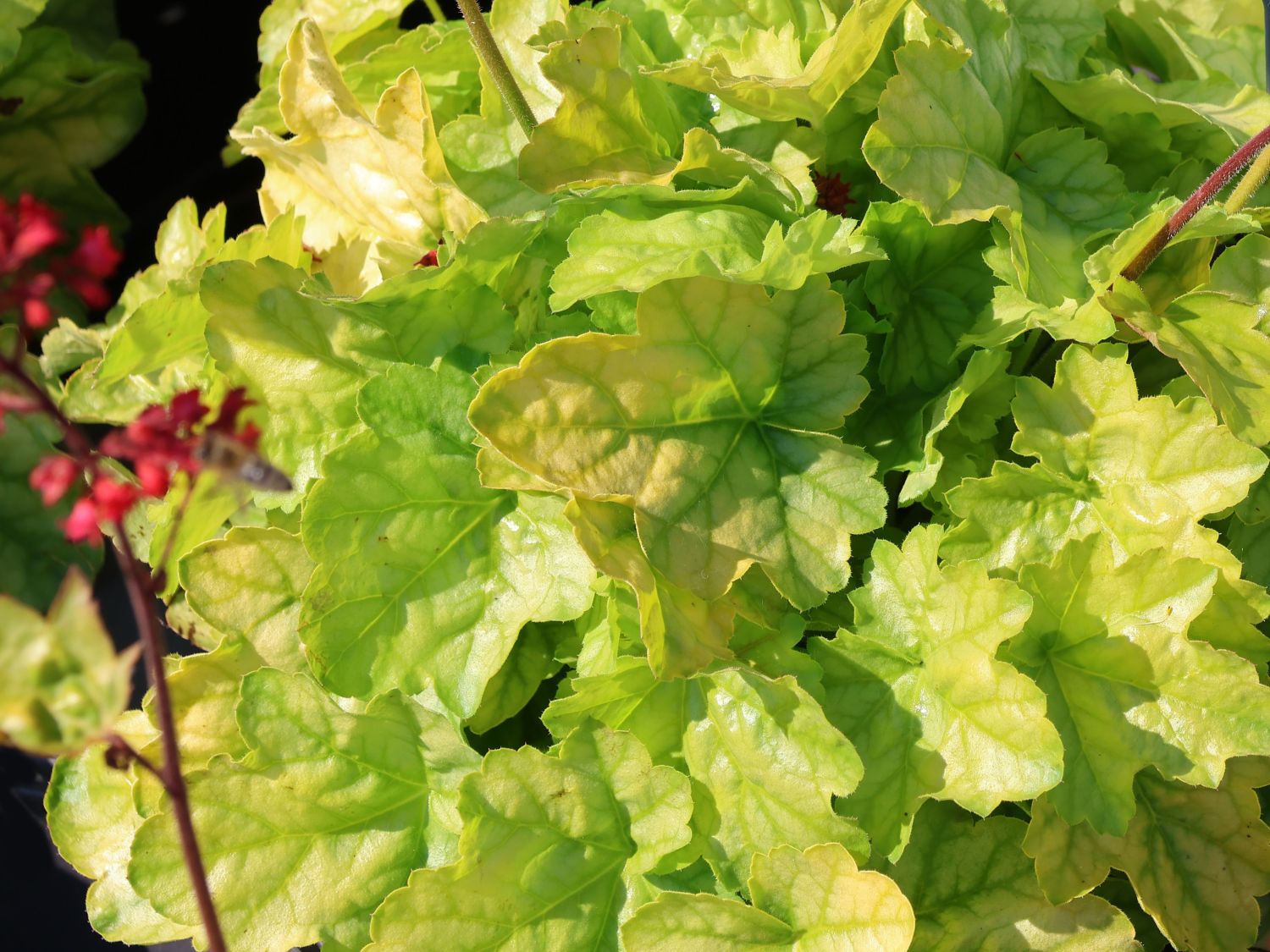 Purpurglöckchen 'Tokyo'