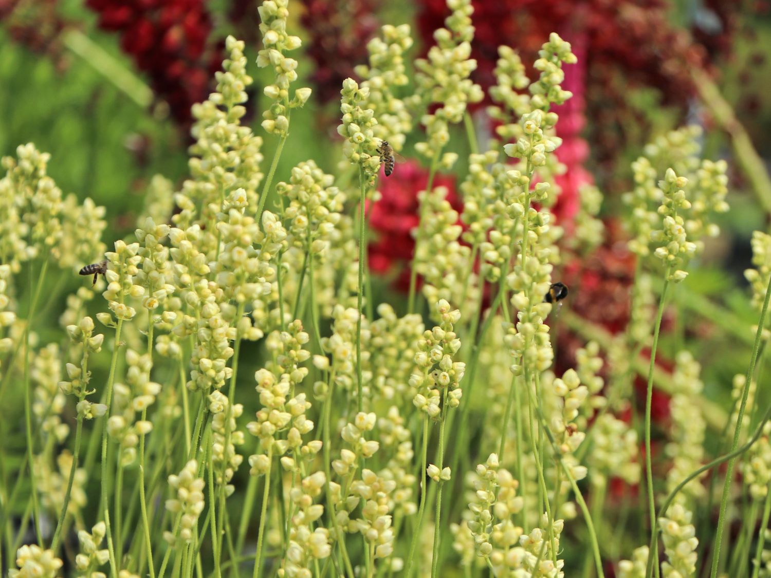 Purpurglöckchen 'White Cloud'