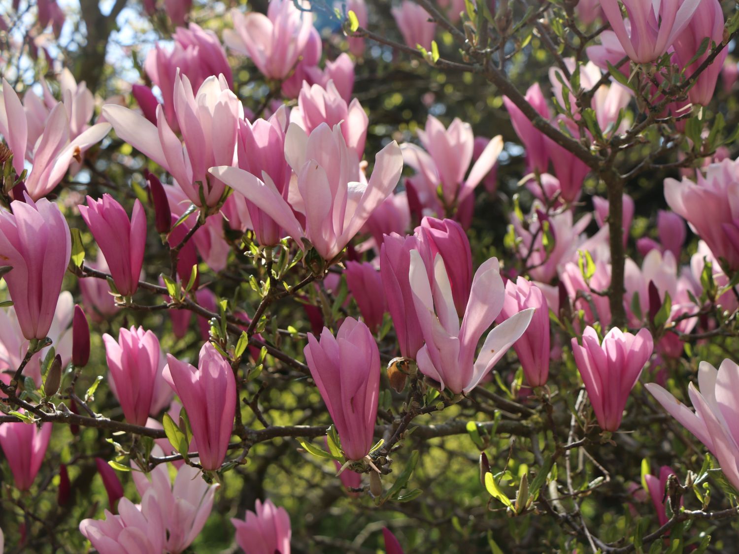 Purpurmagnolie 'Betty'