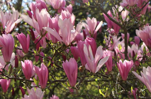 Purpurmagnolie 'Betty' - Magnolia liliiflora 'Betty'