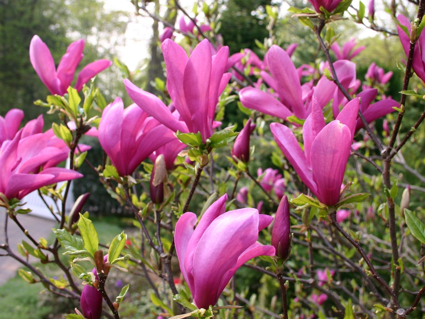 Purpur-Magnolie 'Nigra'