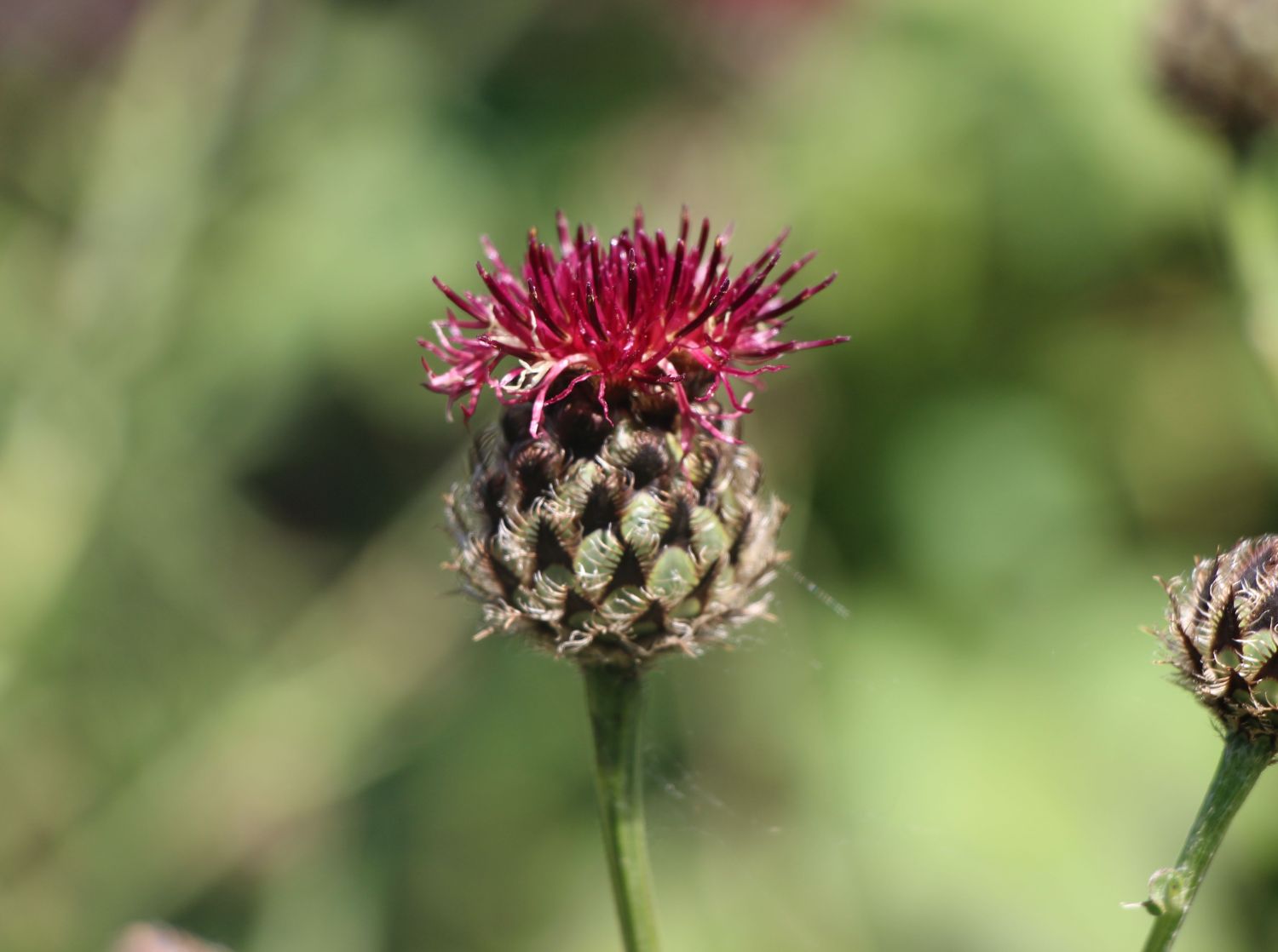 Purpurrote Flockenblume - Centaurea atropurpurea