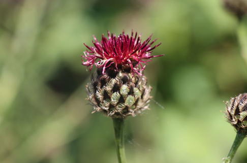 Purpurrote Flockenblume - Centaurea atropurpurea