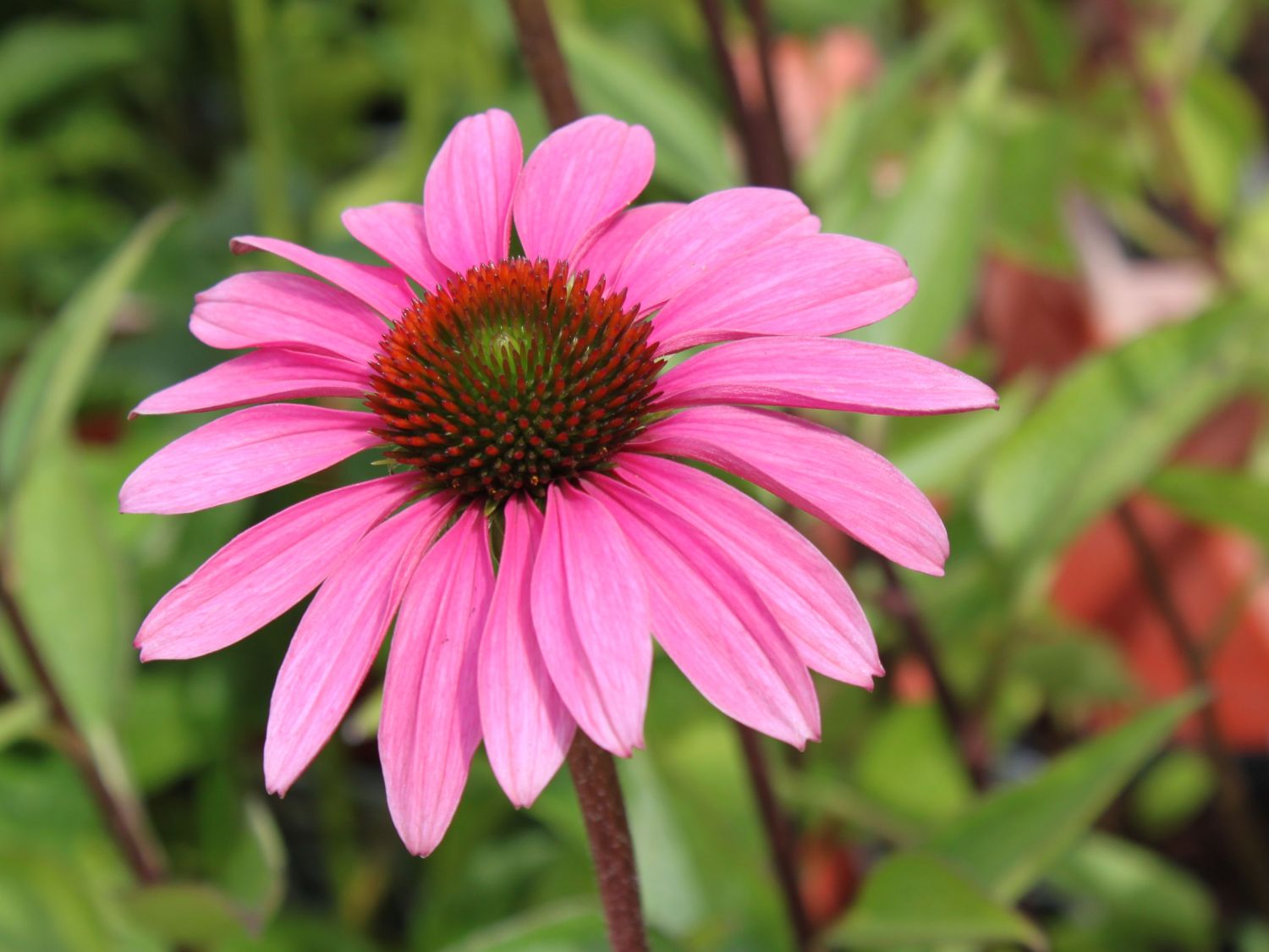 Purpurroter Scheinsonnenhut - Echinacea purpurea