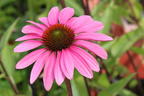 Purpurroter Scheinsonnenhut - Echinacea purpurea