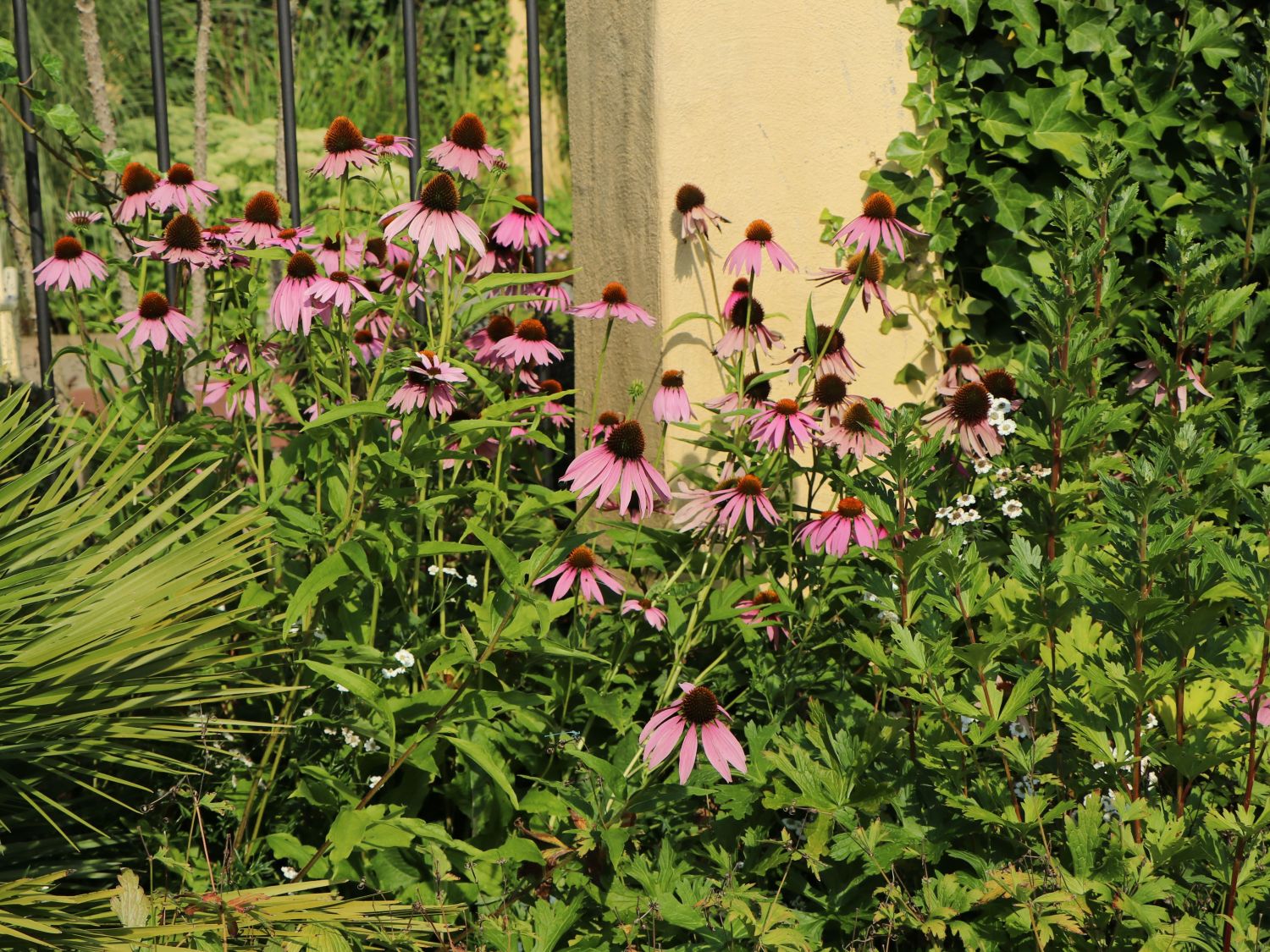 Purpurroter Scheinsonnenhut - Echinacea purpurea