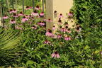 Purpurroter Scheinsonnenhut - Echinacea purpurea