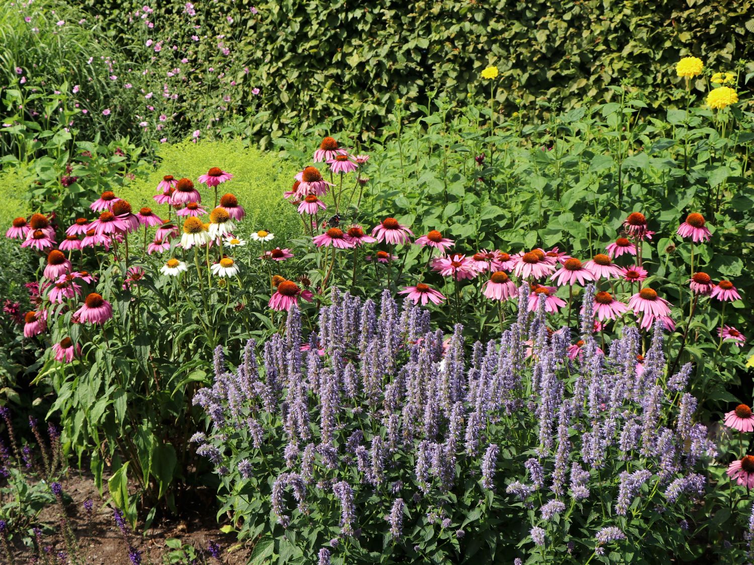 Purpurroter Scheinsonnenhut - Echinacea purpurea