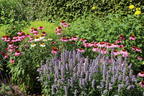 Purpurroter Scheinsonnenhut - Echinacea purpurea