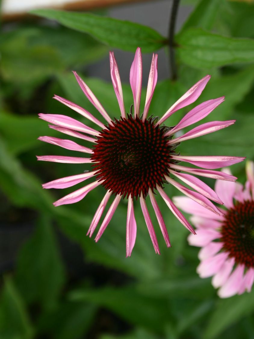 Purpurroter Scheinsonnenhut - Echinacea purpurea
