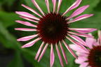 Purpurroter Scheinsonnenhut - Echinacea purpurea