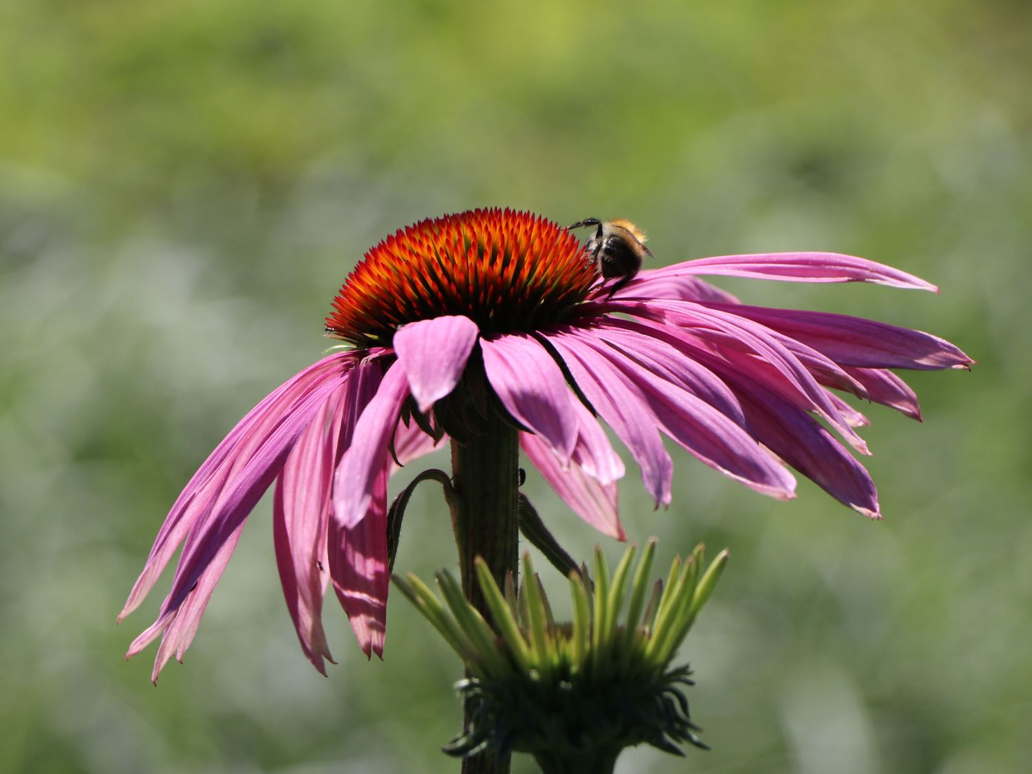 Purpurroter Scheinsonnenhut - Echinacea purpurea