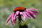 Purpurroter Scheinsonnenhut - Echinacea purpurea