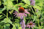 Purpurroter Scheinsonnenhut - Echinacea purpurea