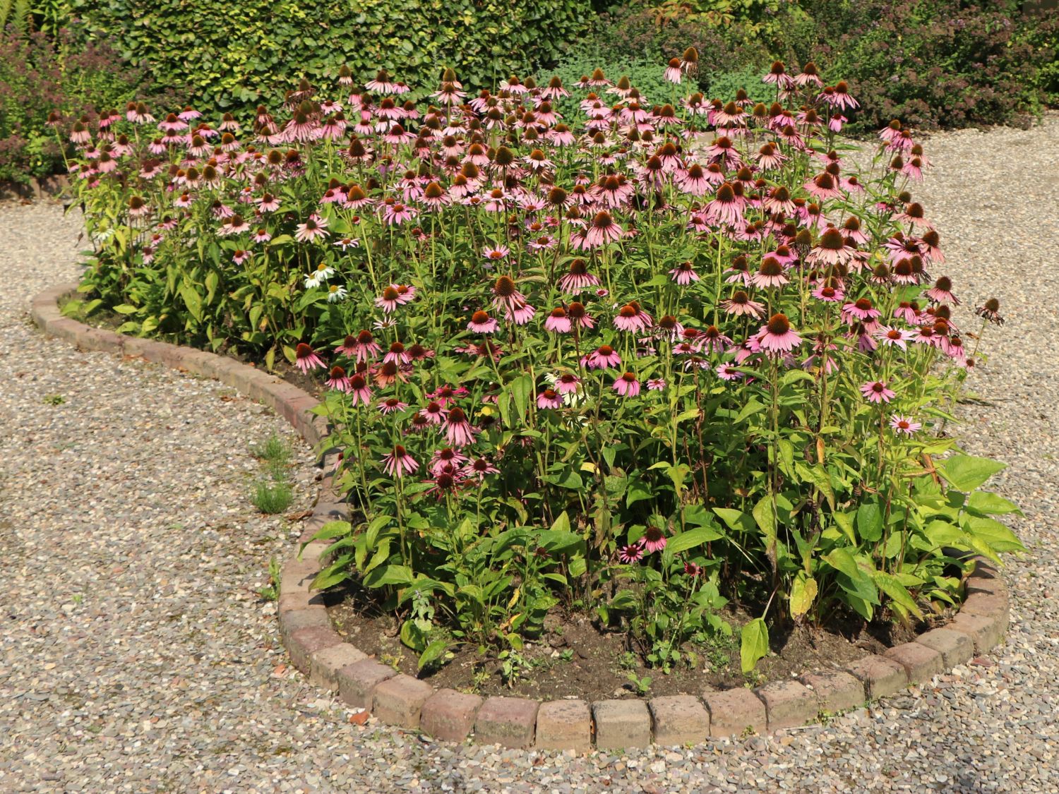 Purpurroter Scheinsonnenhut - Echinacea purpurea