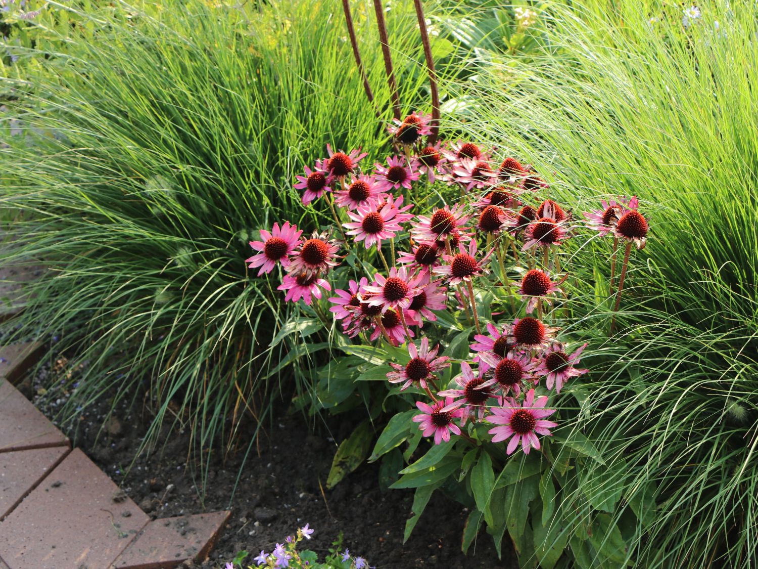 Purpurroter Scheinsonnenhut - Echinacea purpurea