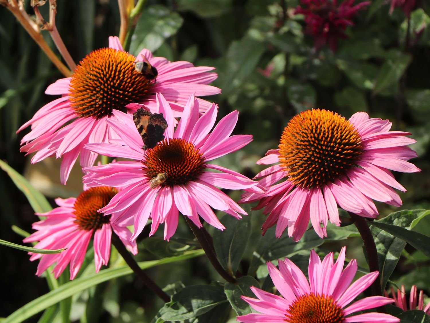 Purpurroter Scheinsonnenhut - Echinacea purpurea