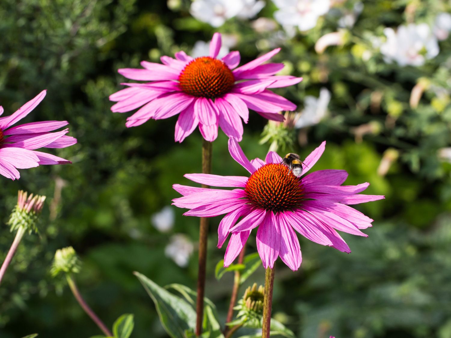 Purpurroter Scheinsonnenhut - Echinacea purpurea